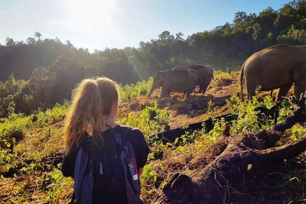 elephants in thailand
