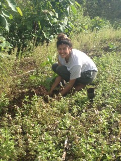 Alexis planting