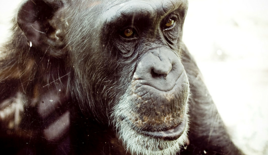 Endangered Animals Chimpanzee