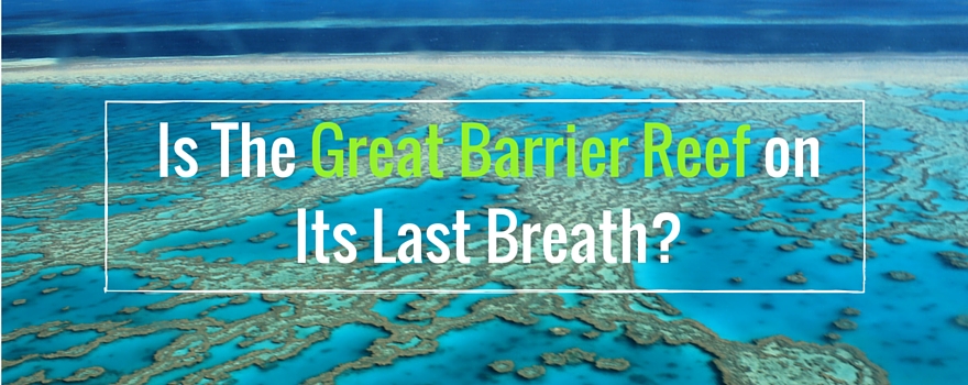 Is The Great Barrier Reef on Its Last Breath | GVI