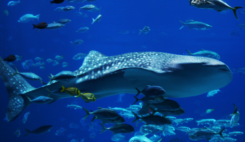9 Stunning Photographs to Celebrate Shark Awareness Day
