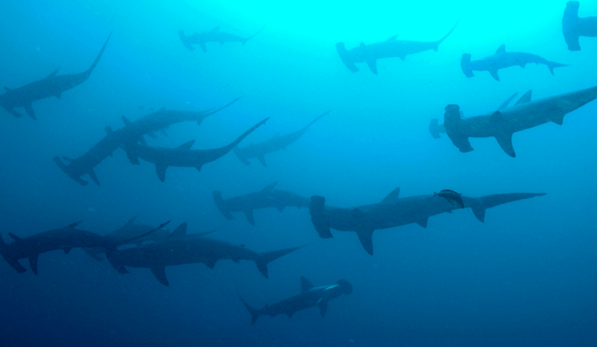 9 Stunning Photographs to Celebrate Shark Awareness Day