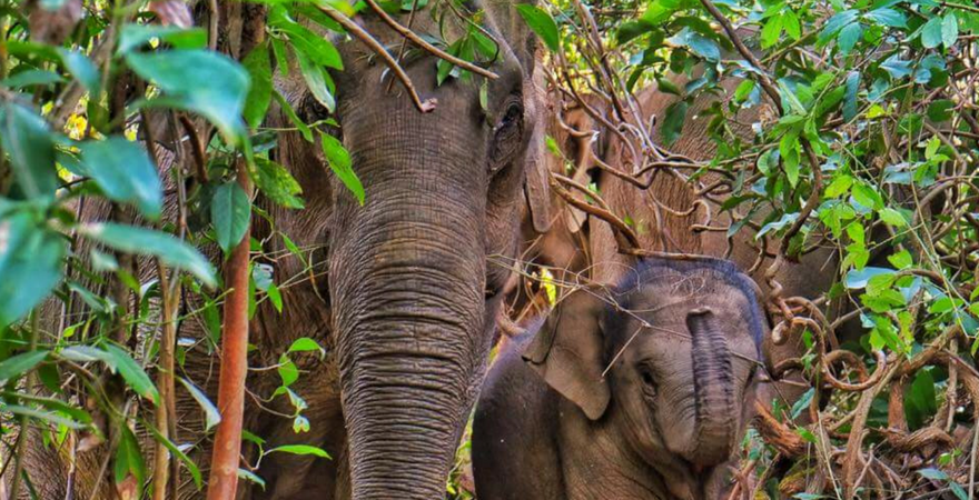 This Is Why You Should Help Protect Elephants