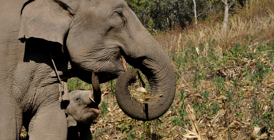 This Is Why You Should Help Protect Elephants