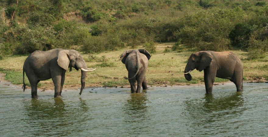 This Is Why You Should Help Protect Elephants