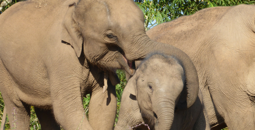 This Is Why You Should Help Protect Elephants