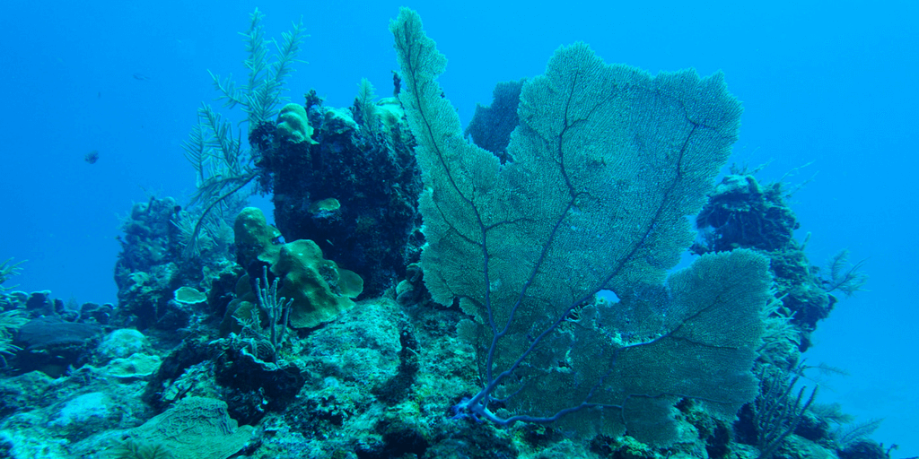 corals under the sea