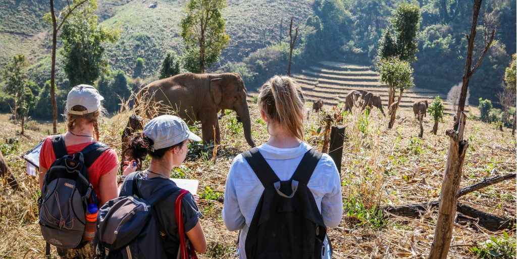 Get involved in an elephant conservation program with GVI. 
