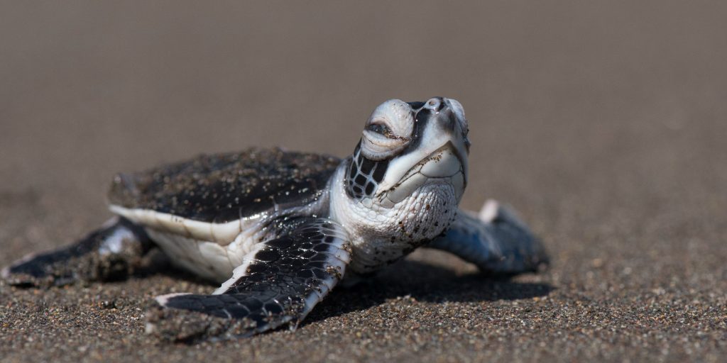 Be part of sea turtle conservation with GVI. 