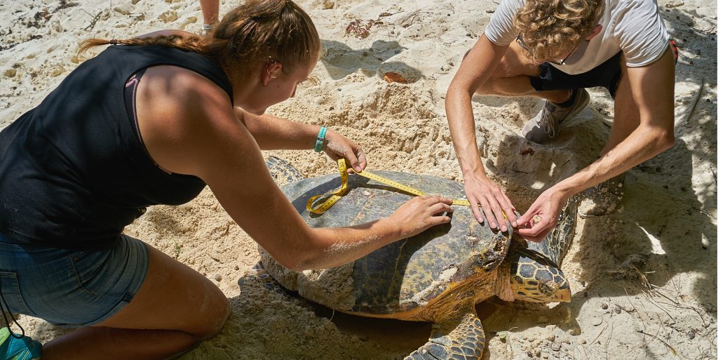 GVI volunteers measuring a sea turtle's shell. 