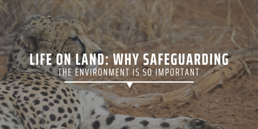 Life on land: why safeguarding the environment is so important