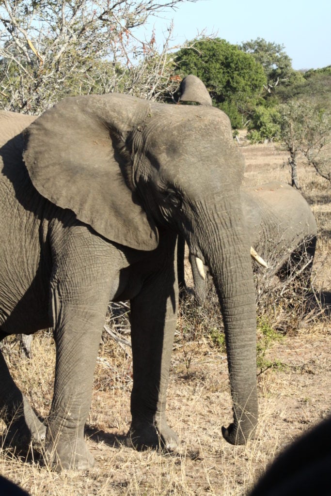 Elephants in Limpopo