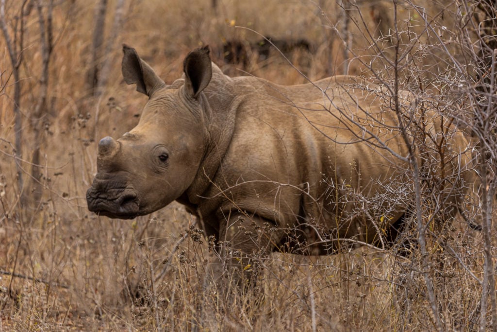 Rhinos in Limpopo