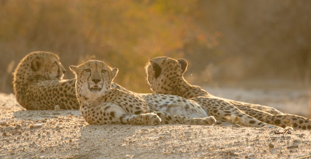 Cheetahs in Limpopo