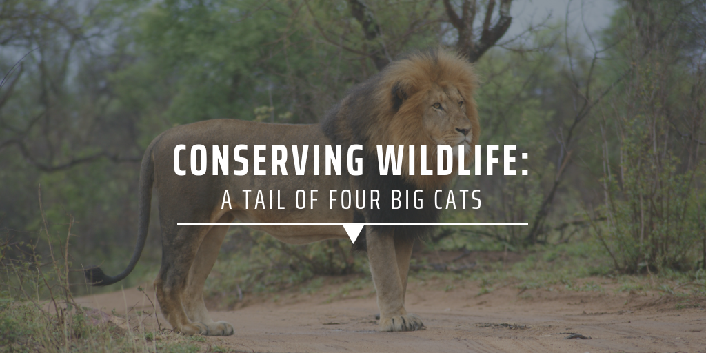 Conserving wildlife: A tail of four big cats
