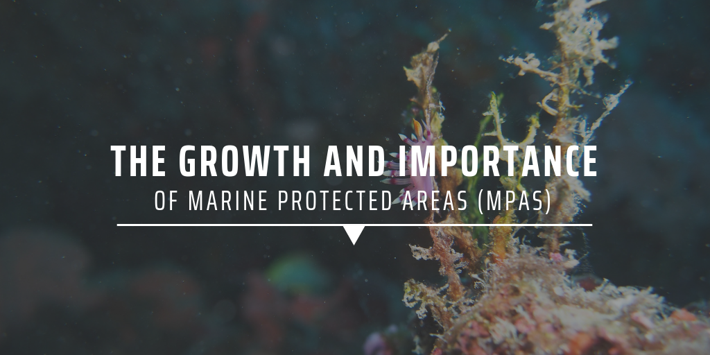 The growth and importance of Marine Protected Areas (MPAs) and relating volunteer opportunities