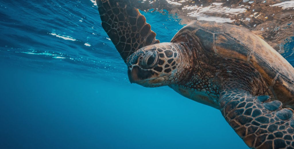 turtle