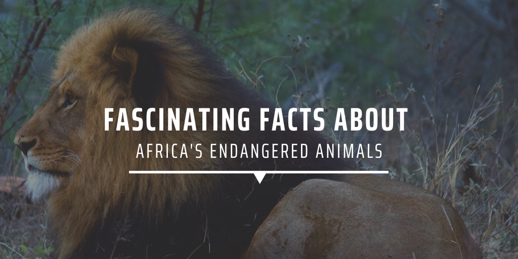 Fascinating facts about Africa's endangered animals