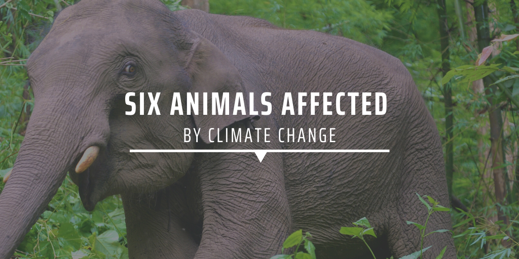 Six animals affected by climate change