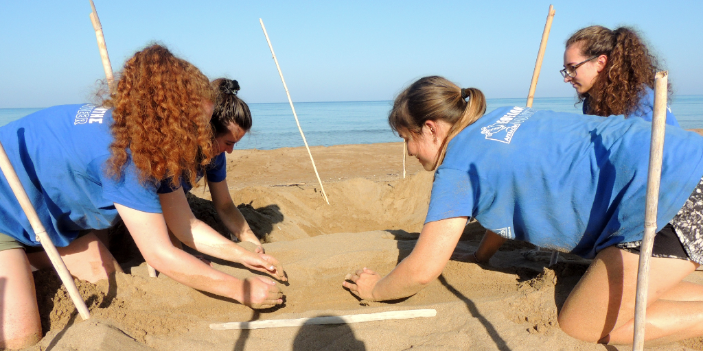 GVI volunteers are making a path for baby sea turtles to make their way back to sea. 