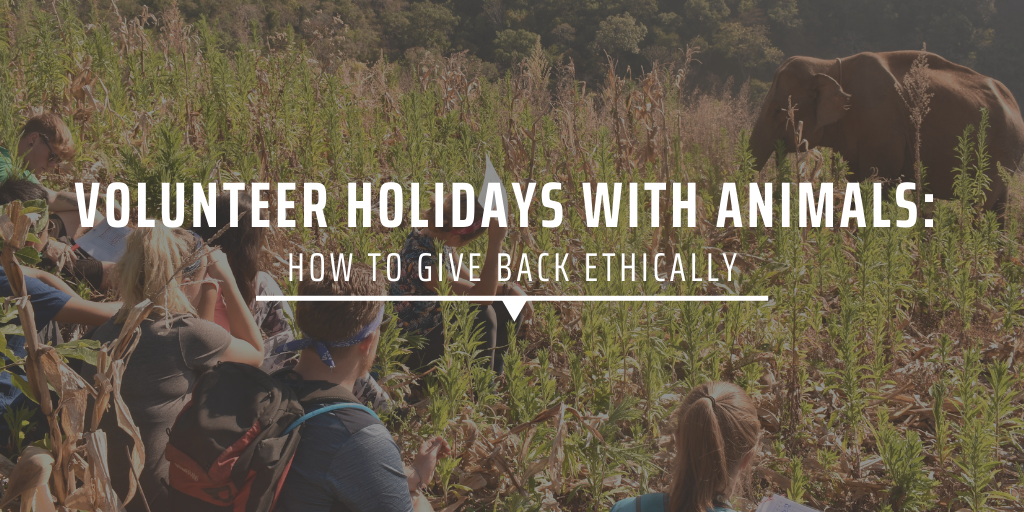 Volunteer holidays with animals: How to give back ethically