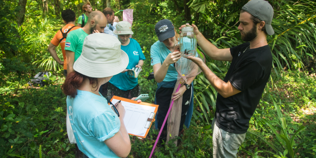 GVI volunteers are busy with butterfly research. 