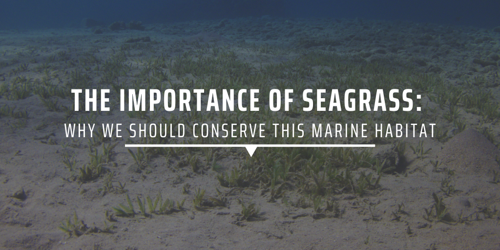 The Importance of Seagrass Beds and the Animals You'll See There - A-Z  Animals