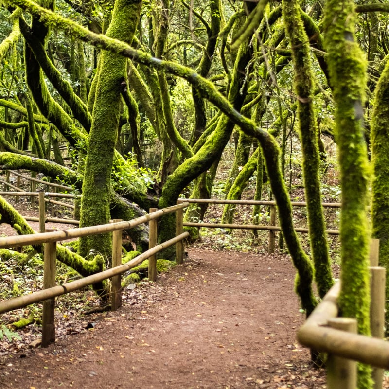 Hike prehistorical micro-climates and laurel forests 