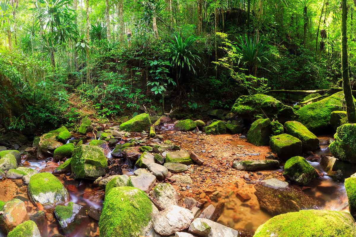 Forage for local medicinal plants