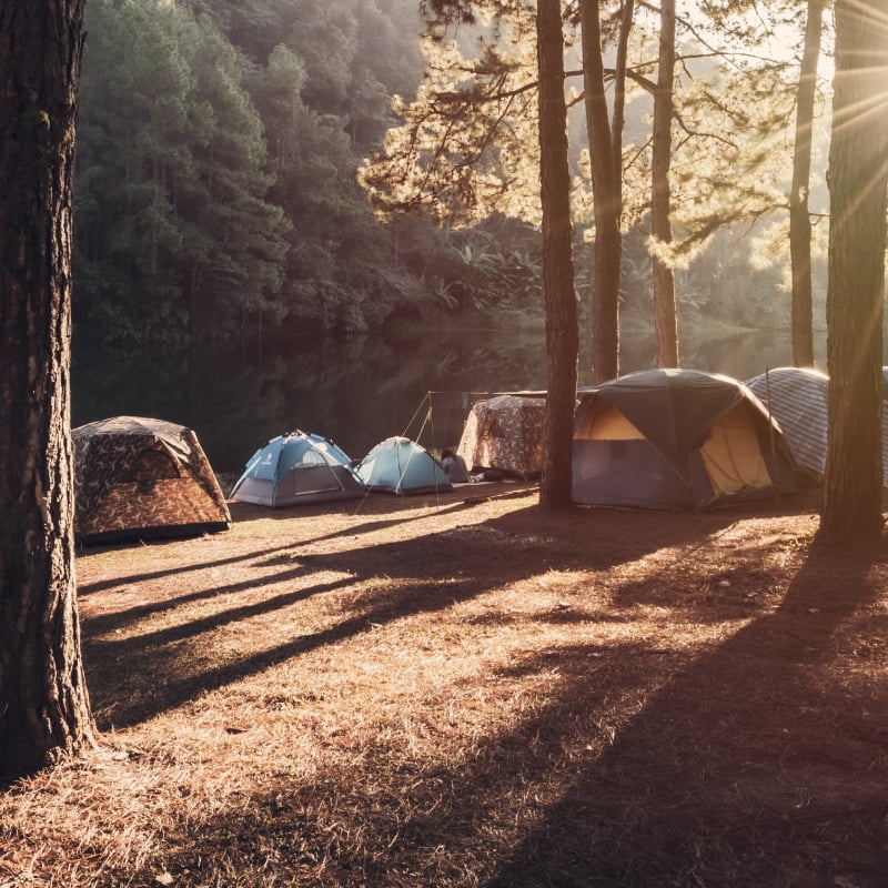 Sleep under the stars alongside Asian elephants