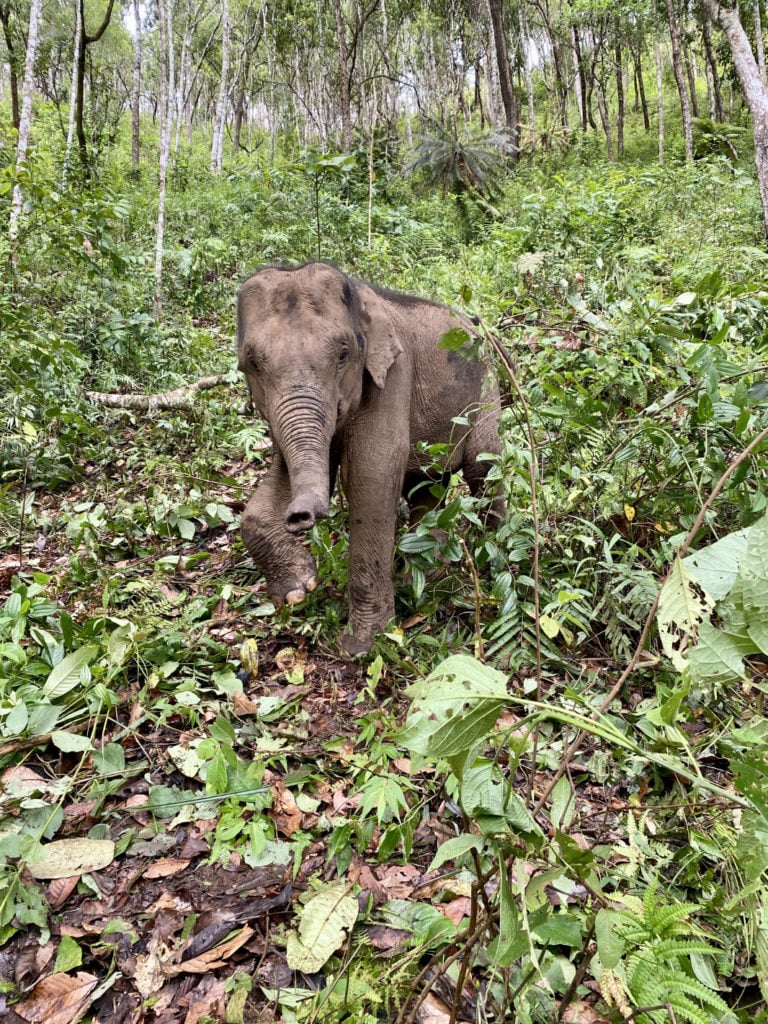 Elephant in Chiang Mai