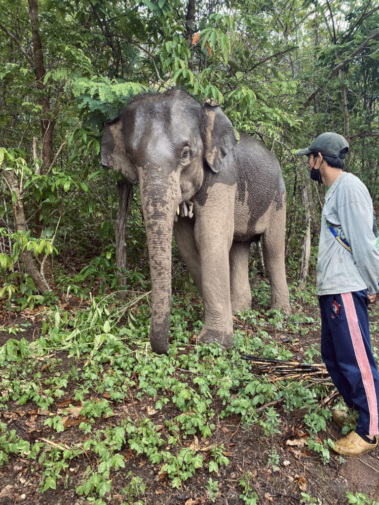 Looking after elephants in Chiang Mai