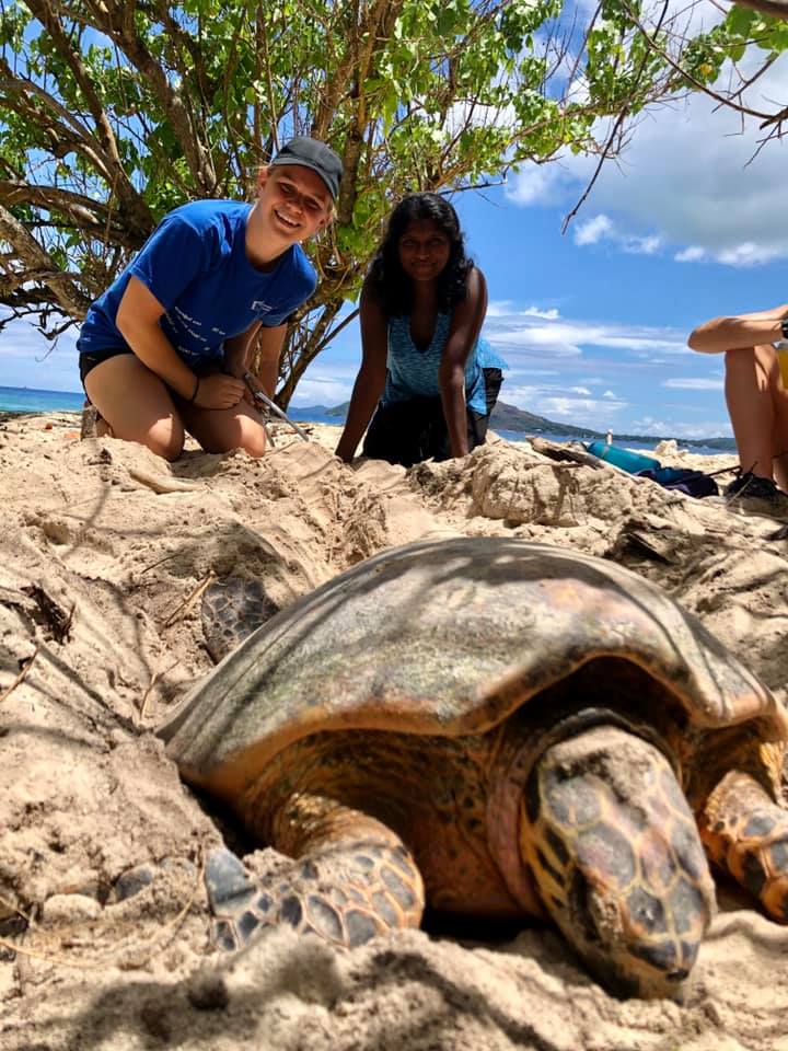 Sea turtles in the curieuse