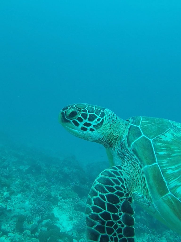 Marine conservation in Mahe