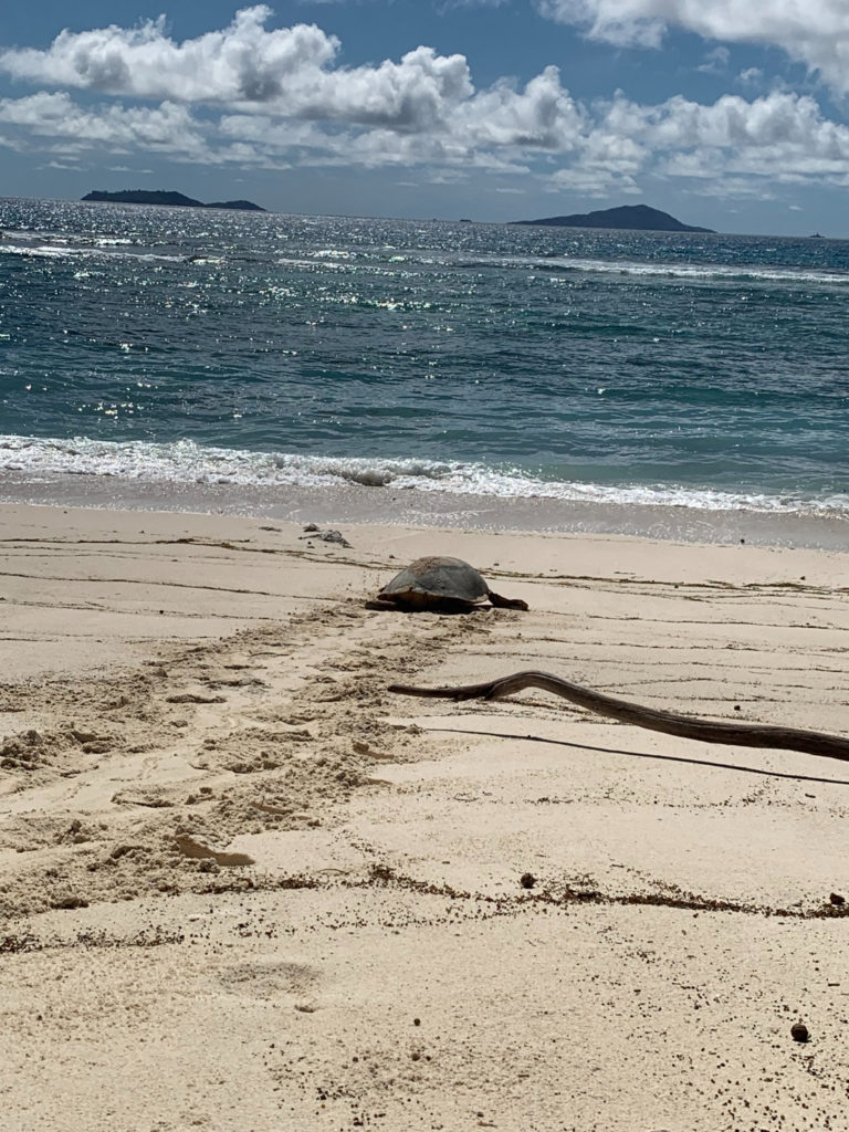 Turtles in the Seychelles