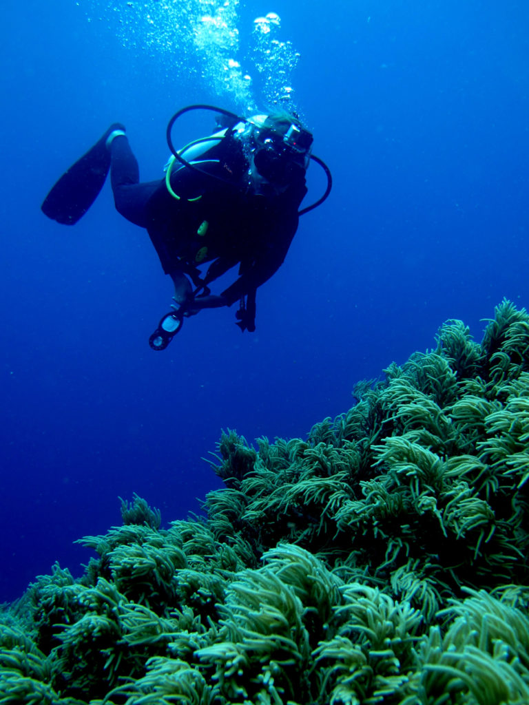 diving in Fji