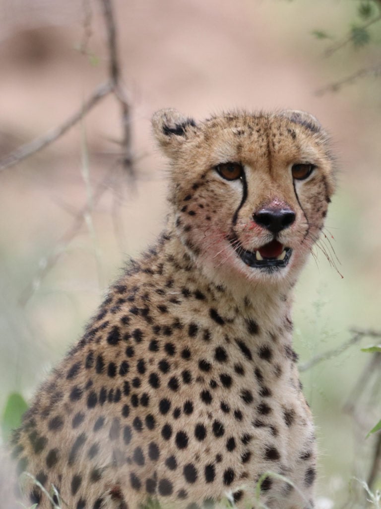 cheetah