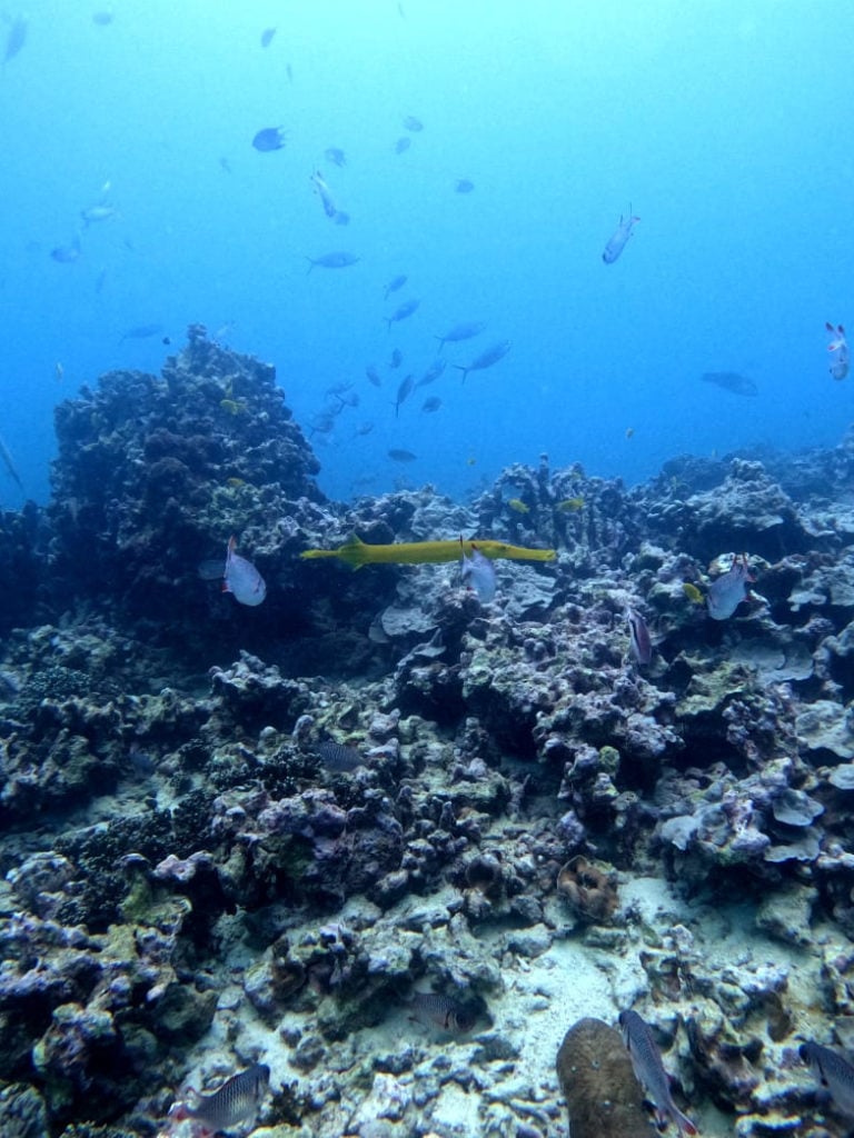 underwater views in the Seychelles