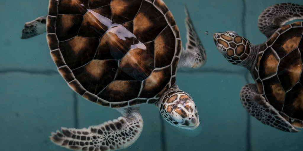 Sea turtles in Phang Nga