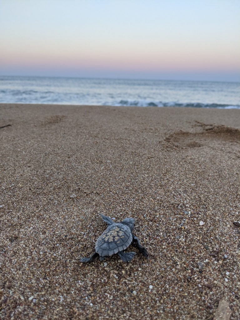 Turtle in Greece