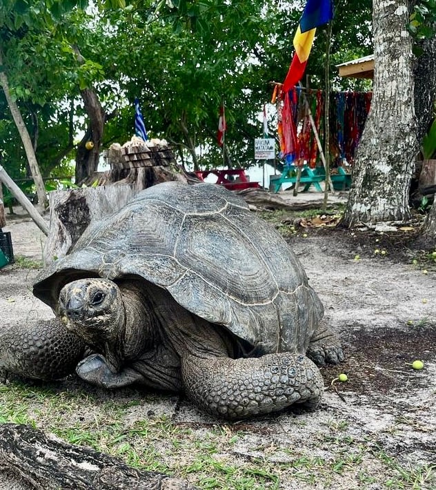 cute tortise in the seychelles