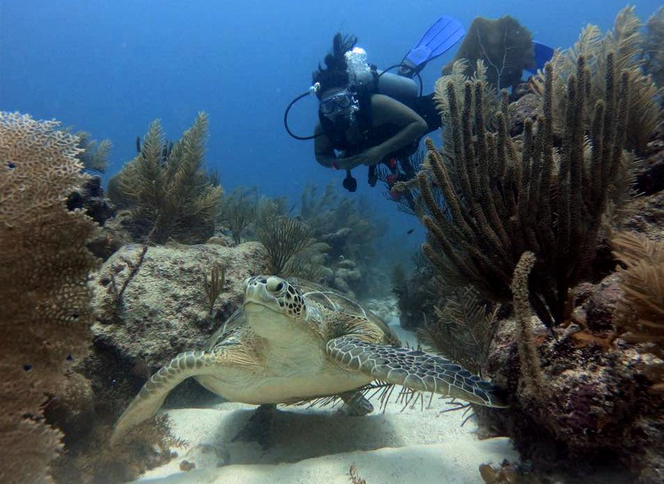 PADI diving with sea turtles