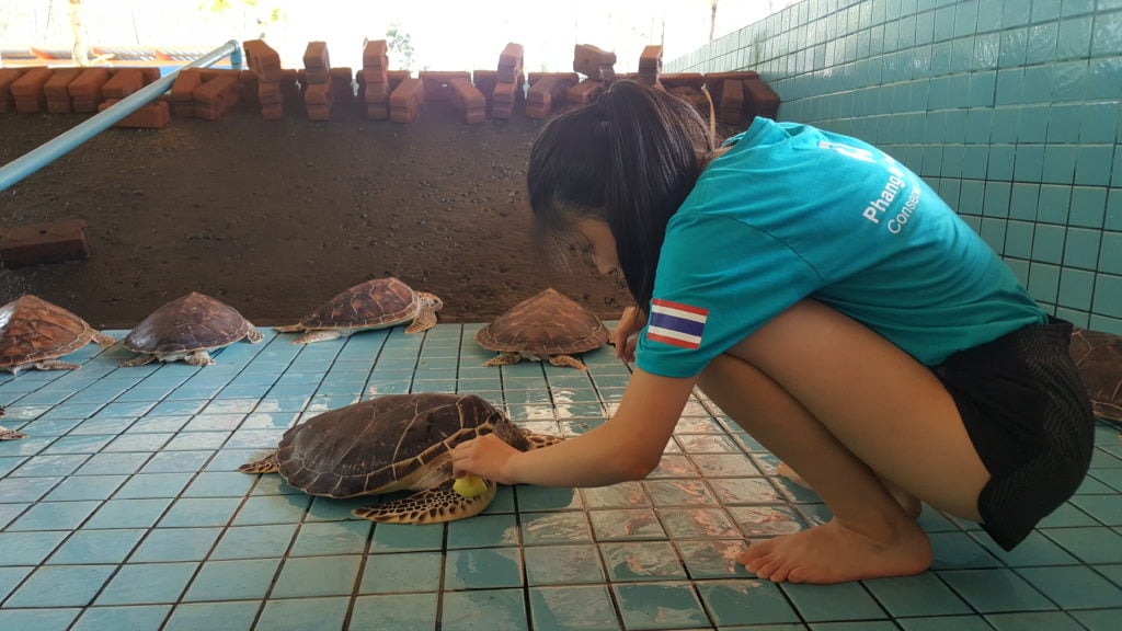 caring for turtles