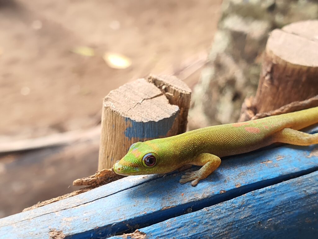 Lizard walking about a GVI base