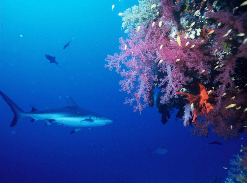 Grey shark swimming in deep ocean waters