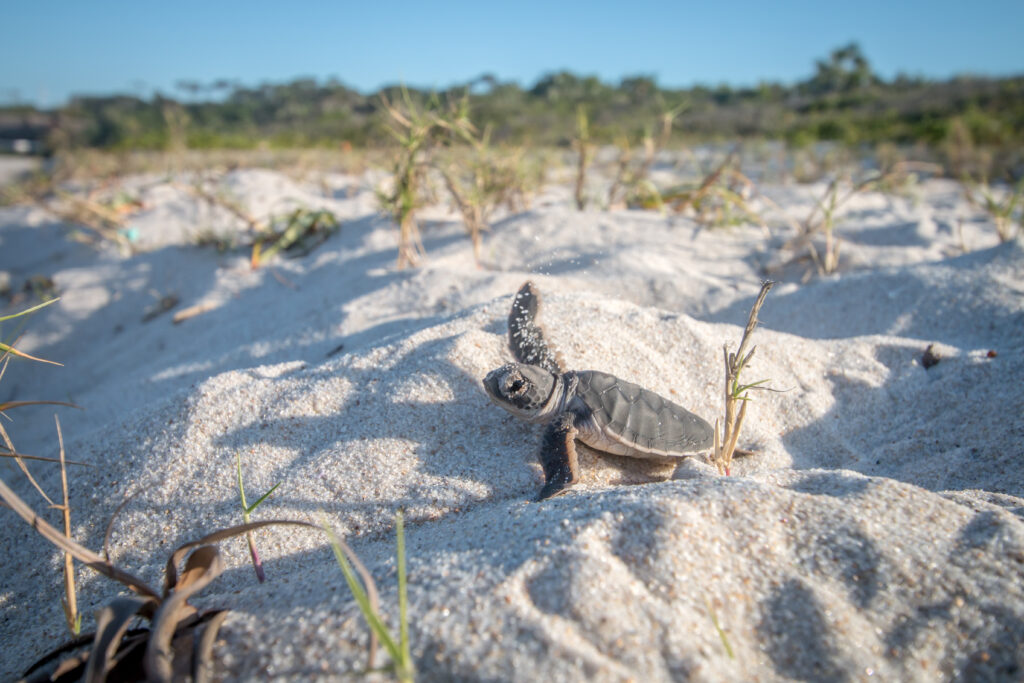 Green sea turtle on the white sand