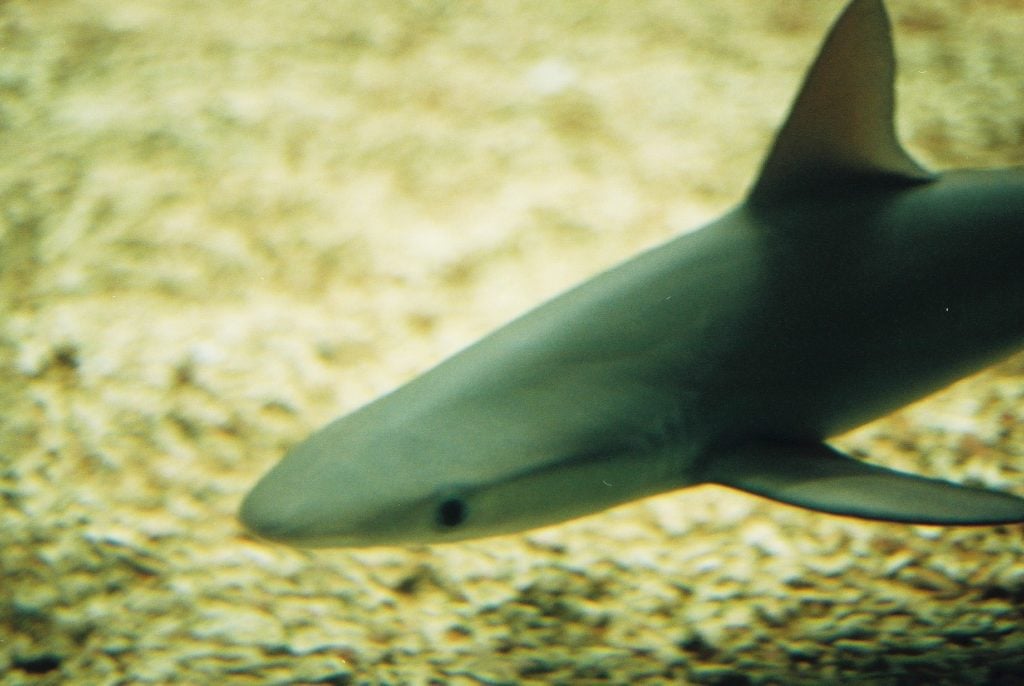 Lemon shark swimming