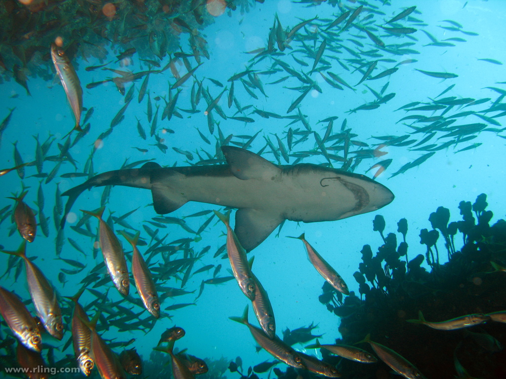 Grey shark looking for prey