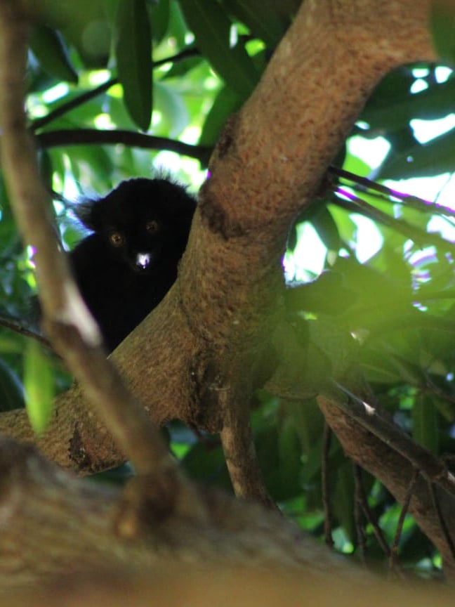 Lemur in Madagascar