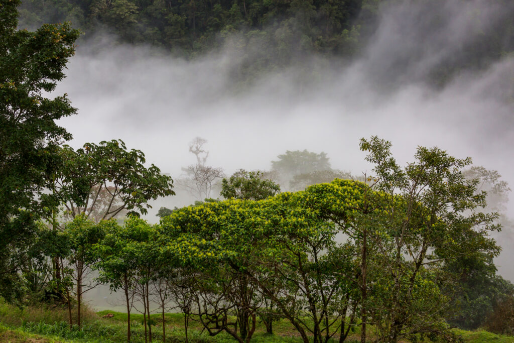 Jungle in Costa Rica